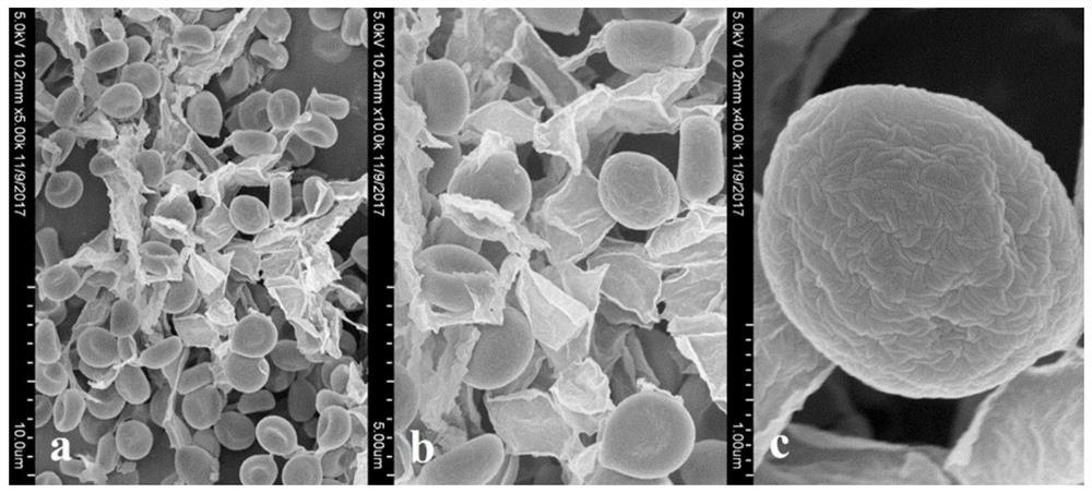 Synergistic control of Beauveria bassiana sb063 and spinosad against common thrips