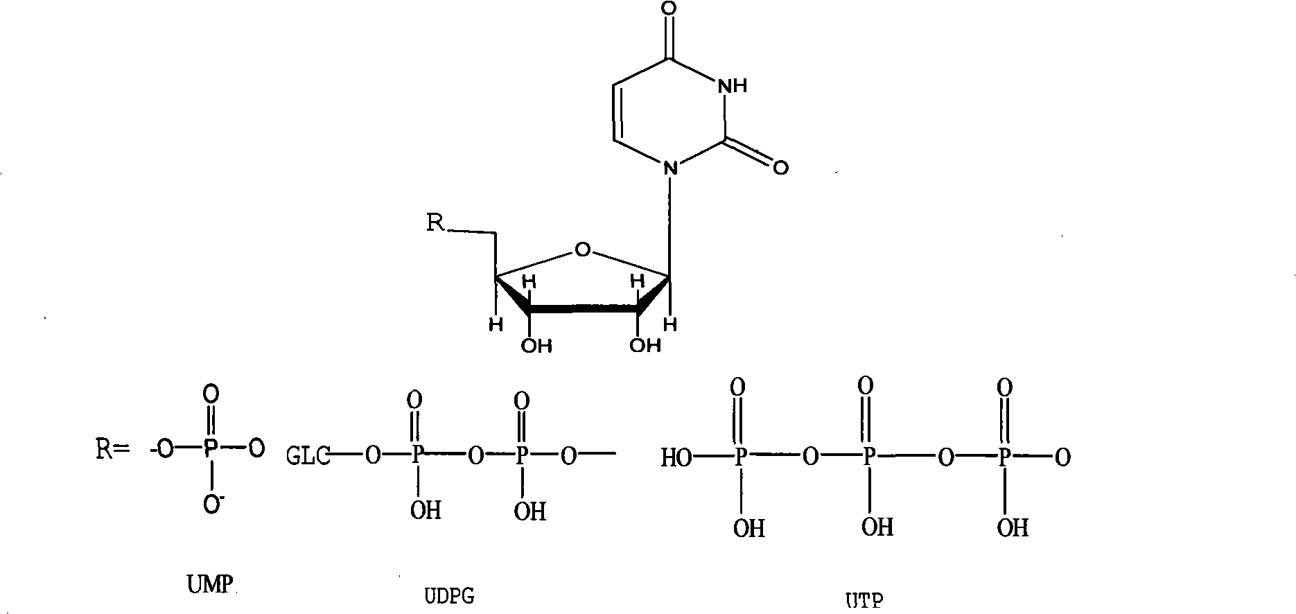 Method for catalyzing and synthesizing uridine phosphinylidyne compound in an oriented way