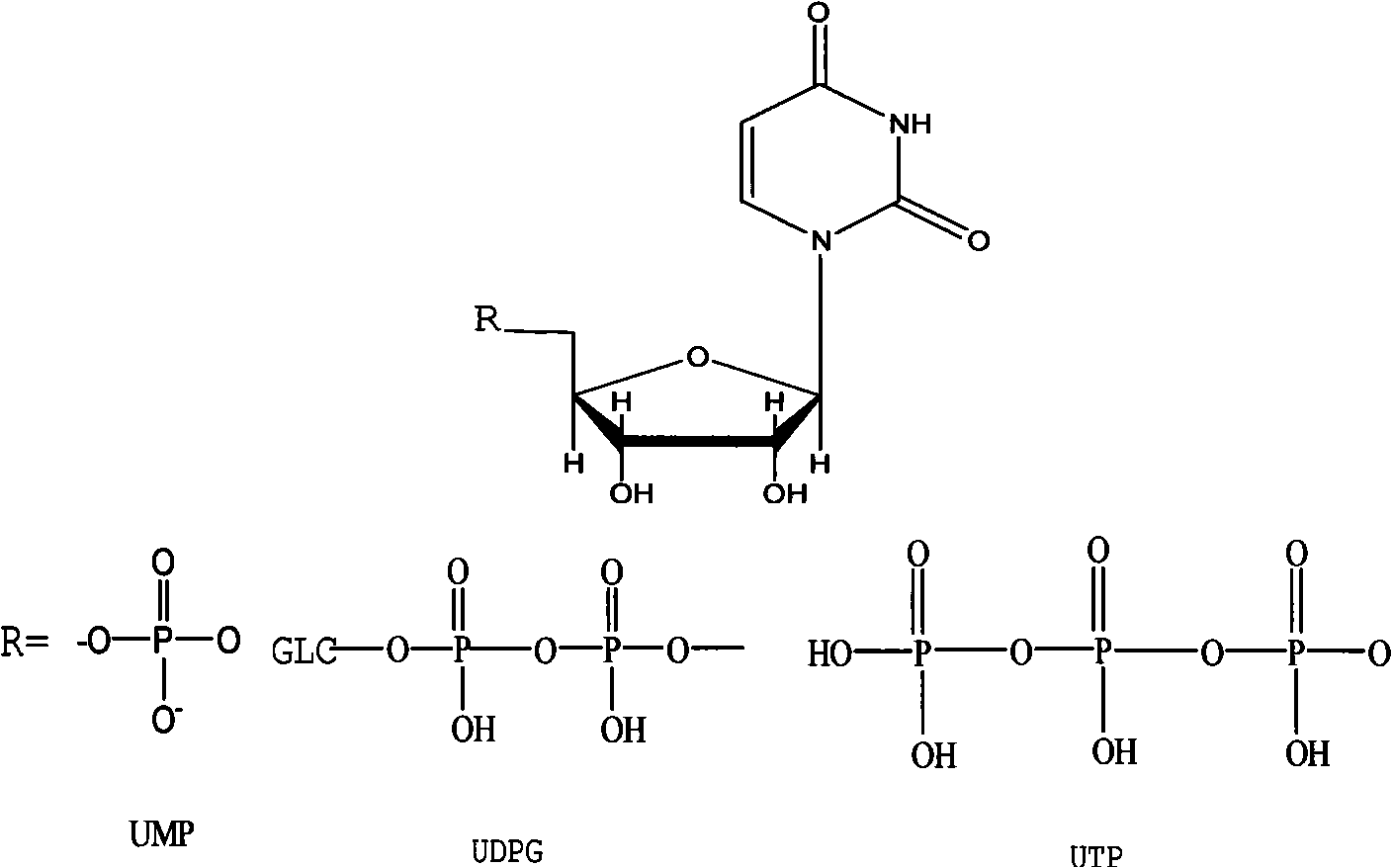 Method for catalyzing and synthesizing uridine phosphinylidyne compound in an oriented way
