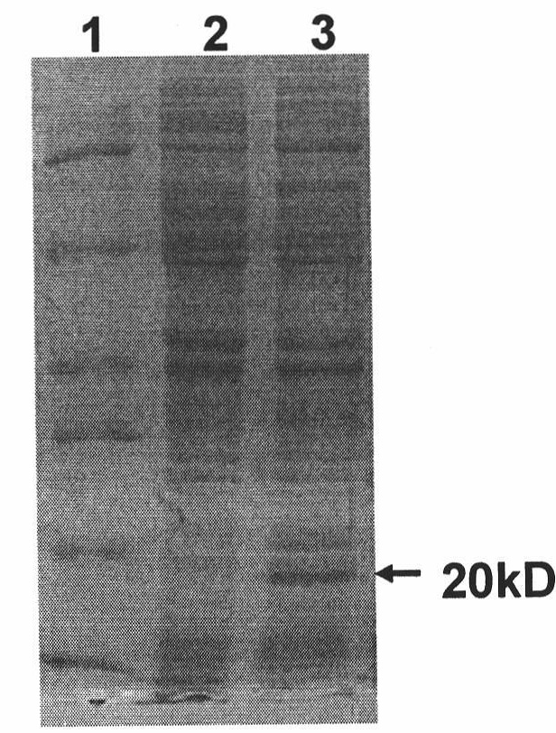 Optimization gene for coding chicken interferon alpha and application thereof in preparing chicken interferon alpha