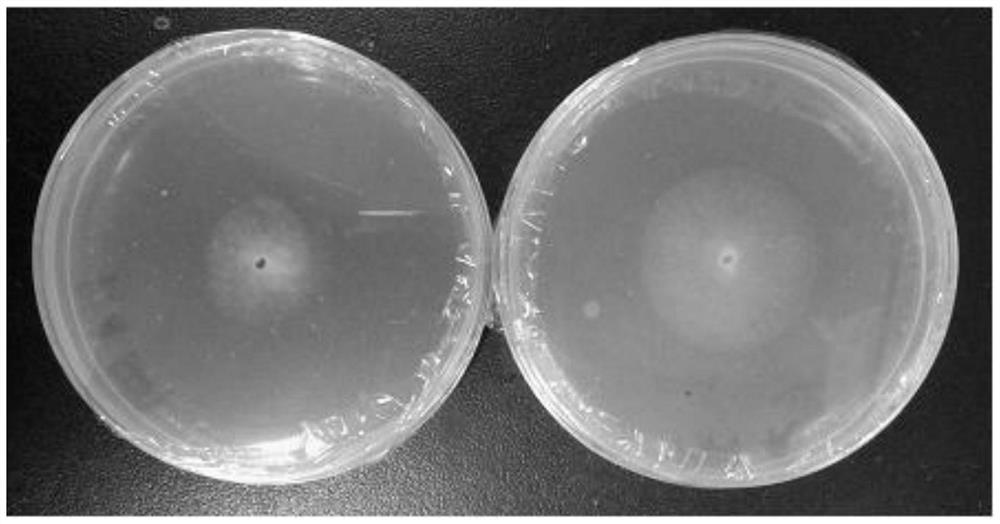 Application of a kind of acid protease in the preparation of anti-pathogenic bacteria preparation