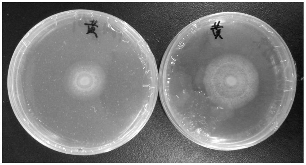 Application of a kind of acid protease in the preparation of anti-pathogenic bacteria preparation