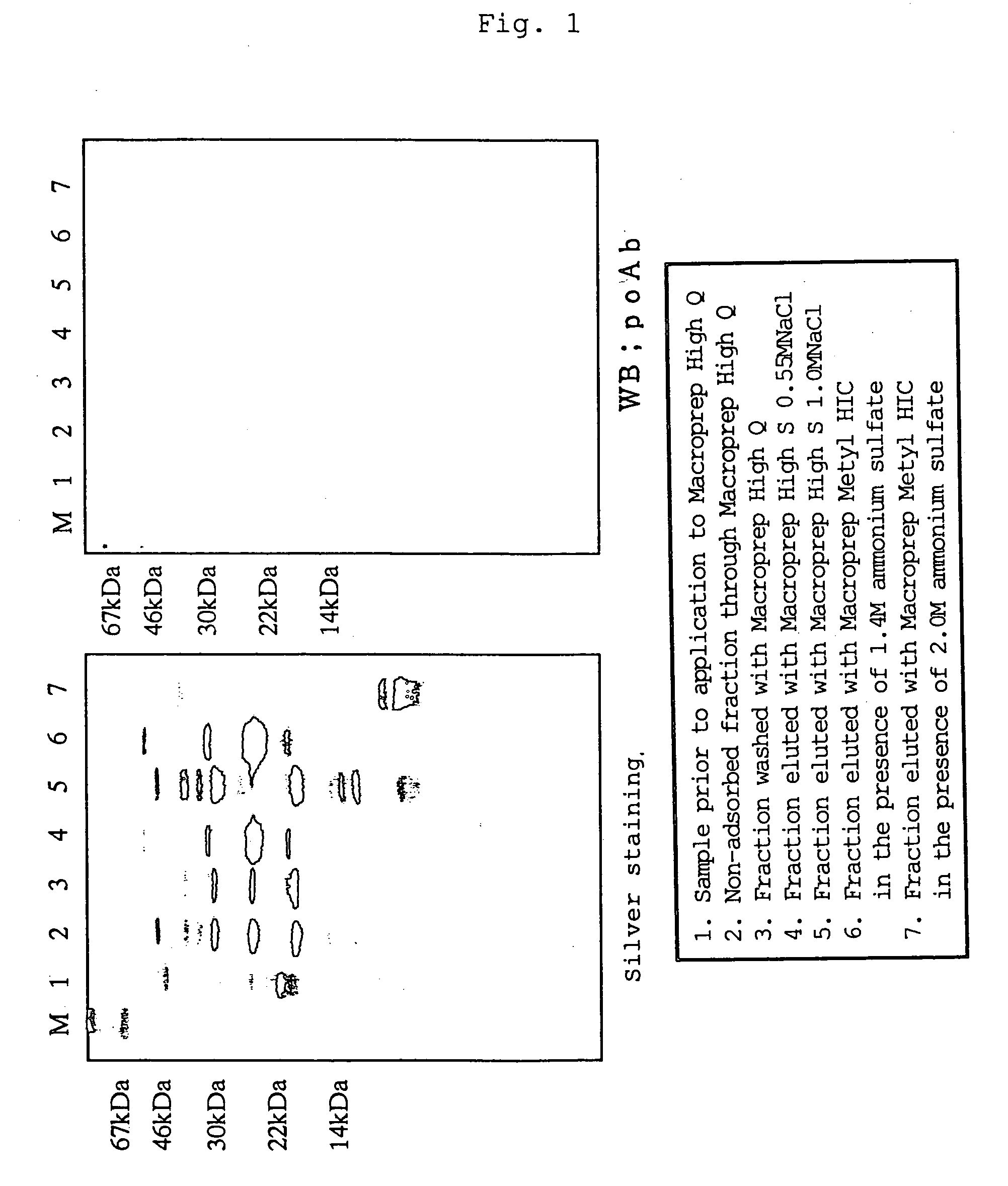 Peptide fragments having cell death-inhibitory activity