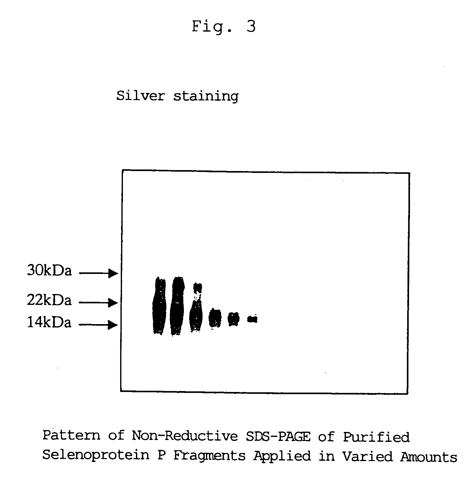 Peptide fragments having cell death-inhibitory activity