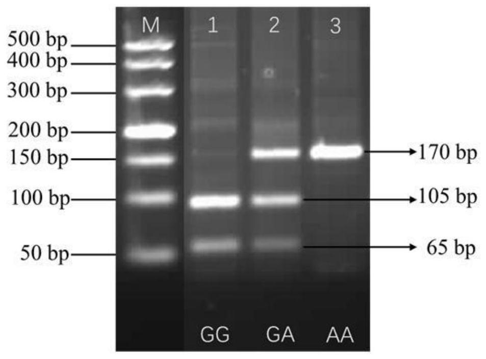 Method for improving meat production performance of beef cattle by using AKIRIN2 gene