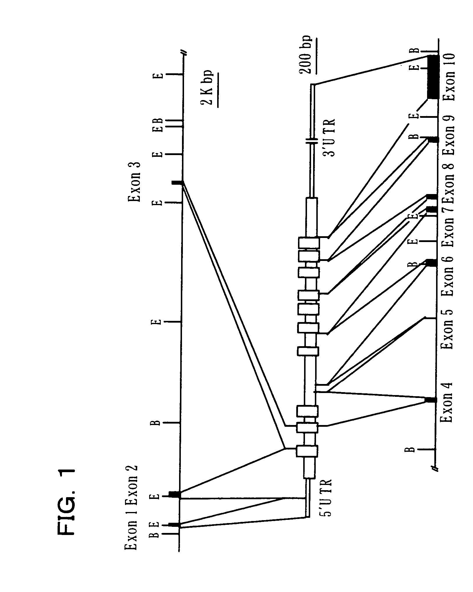 Mouse with deficiency of glutamate transporter glast function