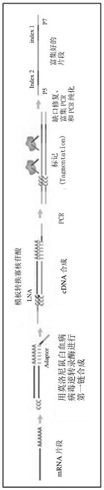 A method for single-cell RNA reverse transcription and library construction