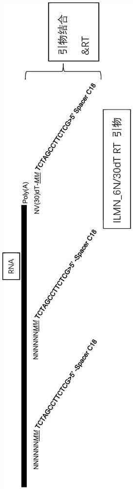 A method for single-cell RNA reverse transcription and library construction