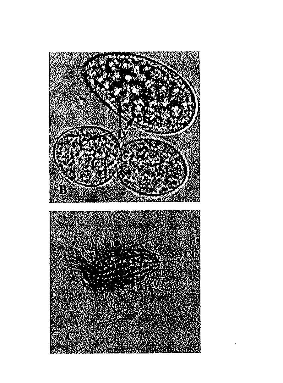 Bivalent vaccine for marine fish and method for making the same