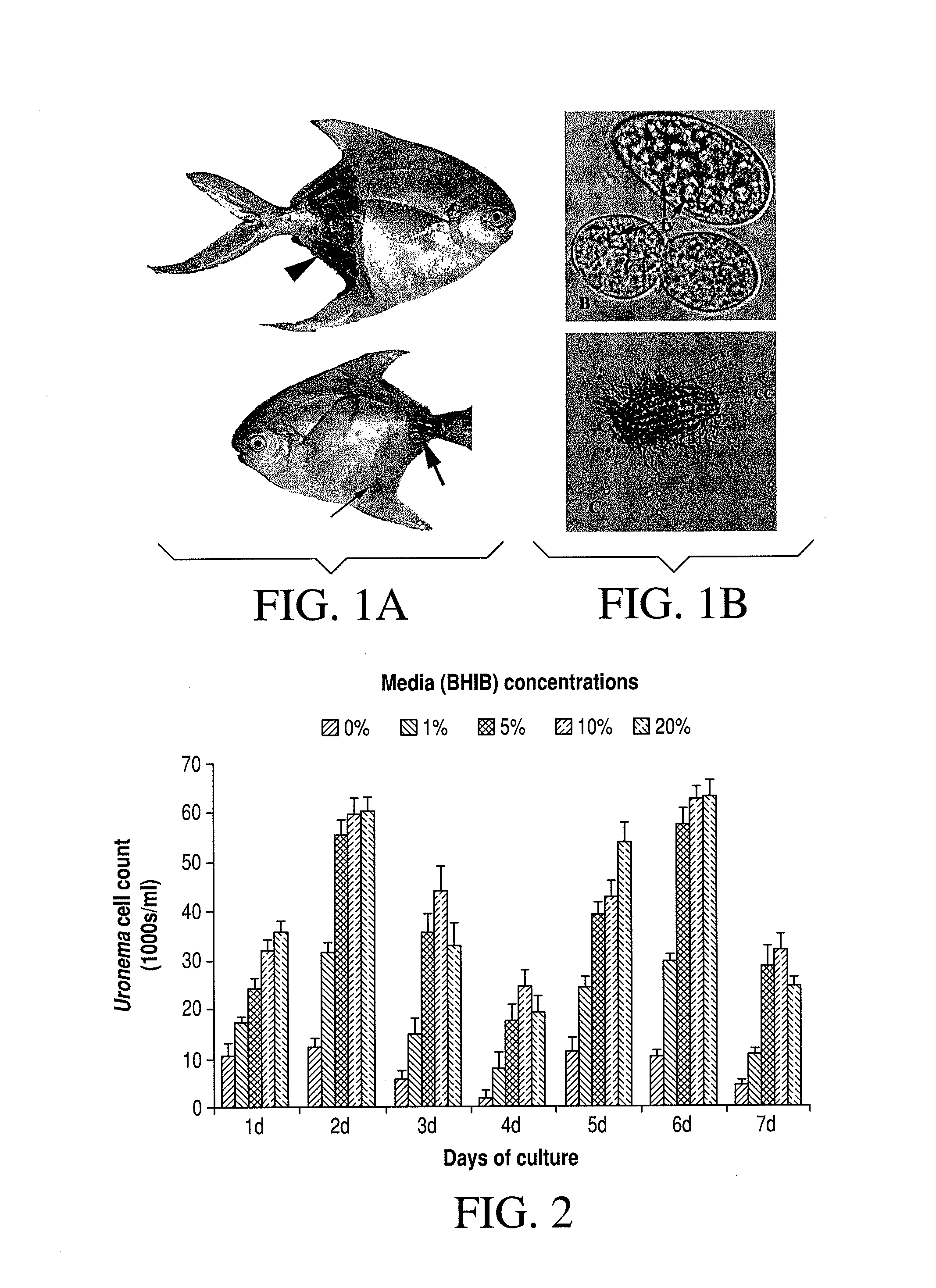 Bivalent vaccine for marine fish and method for making the same