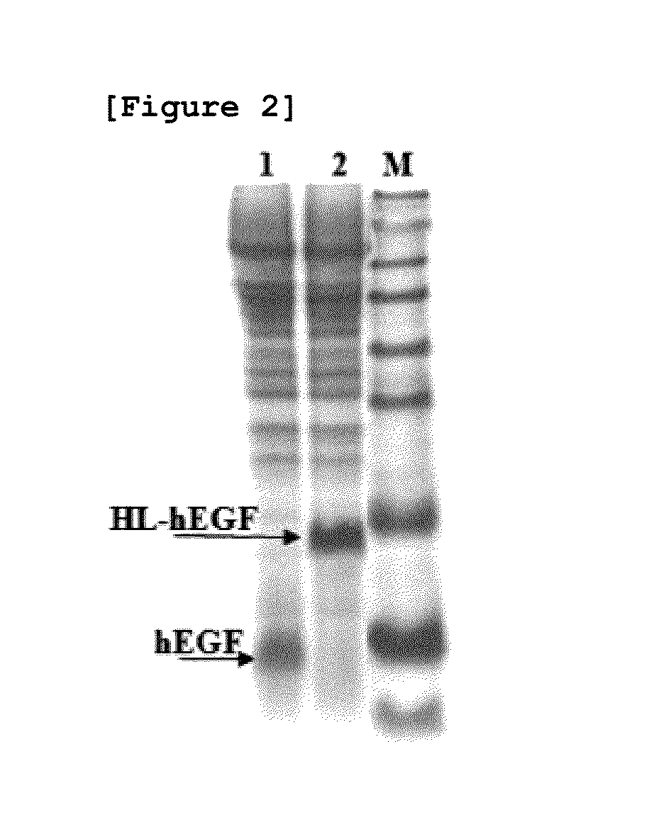 Method for producing human epidermal growth factor in large volume from yeast