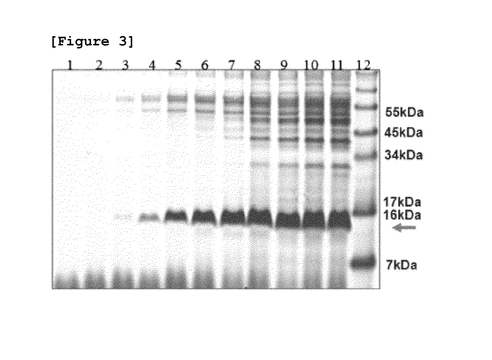 Method for producing human epidermal growth factor in large volume from yeast