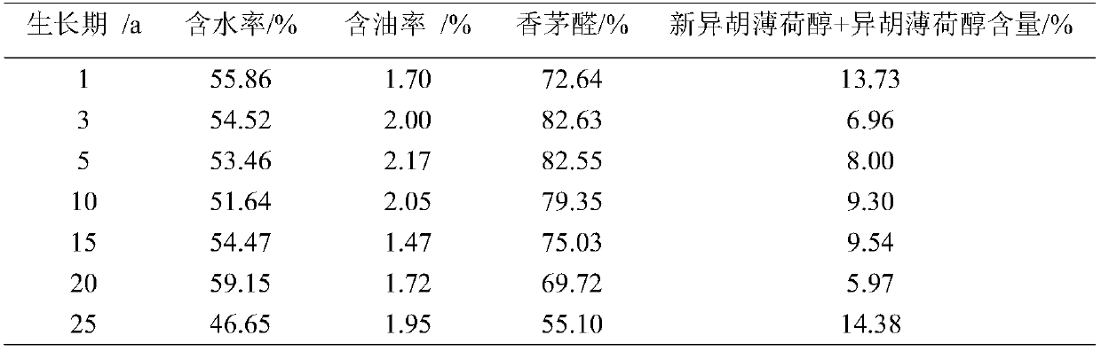 High-efficiency management method for eucalyptus citriodora oil forest