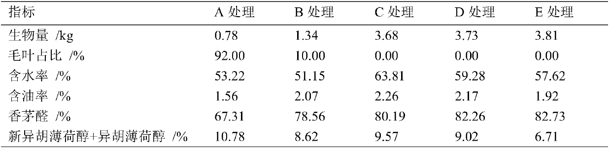 High-efficiency management method for eucalyptus citriodora oil forest