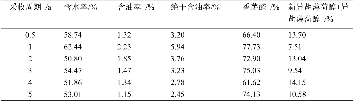 High-efficiency management method for eucalyptus citriodora oil forest