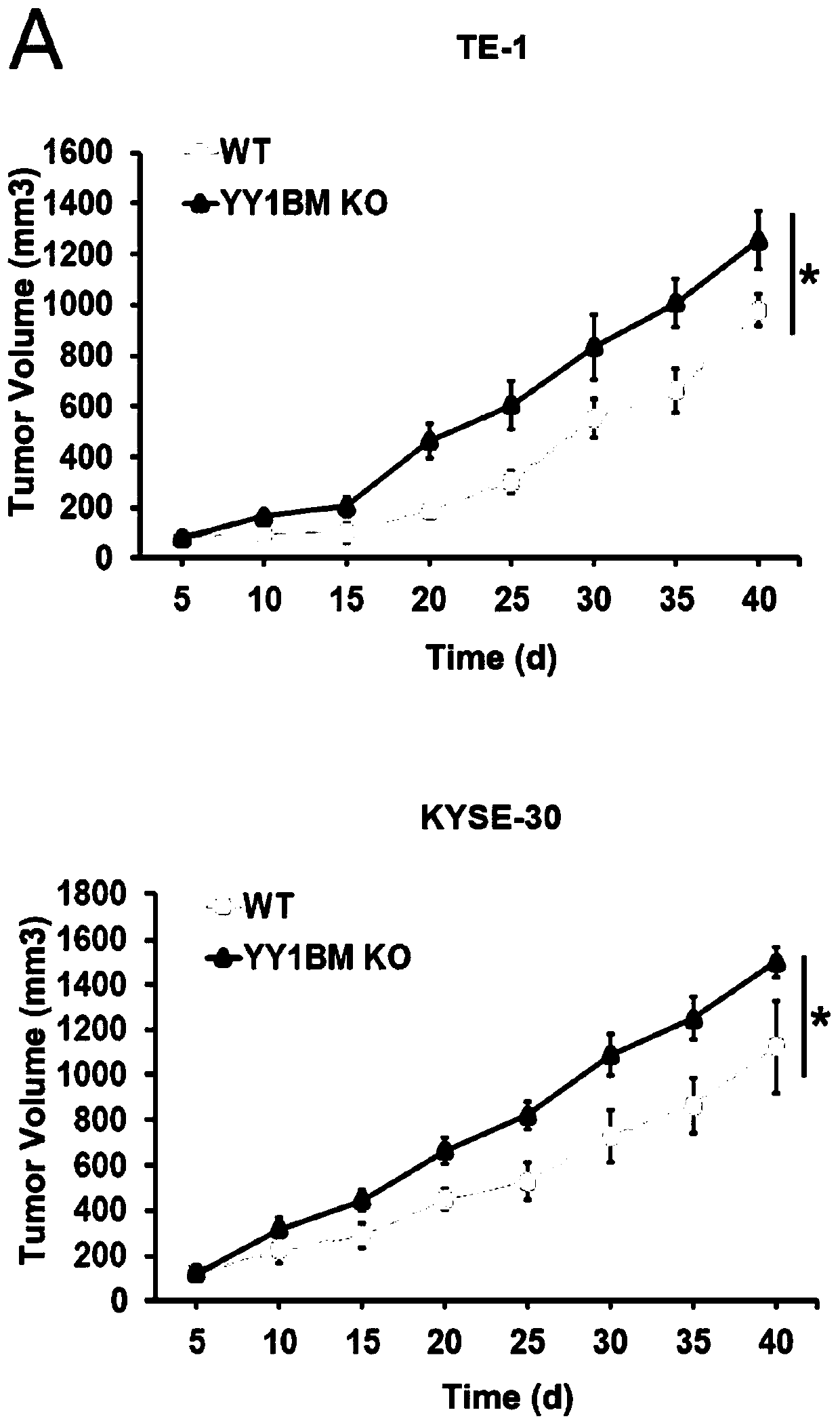 Application of micro peptide YY1B in treatment of cancer