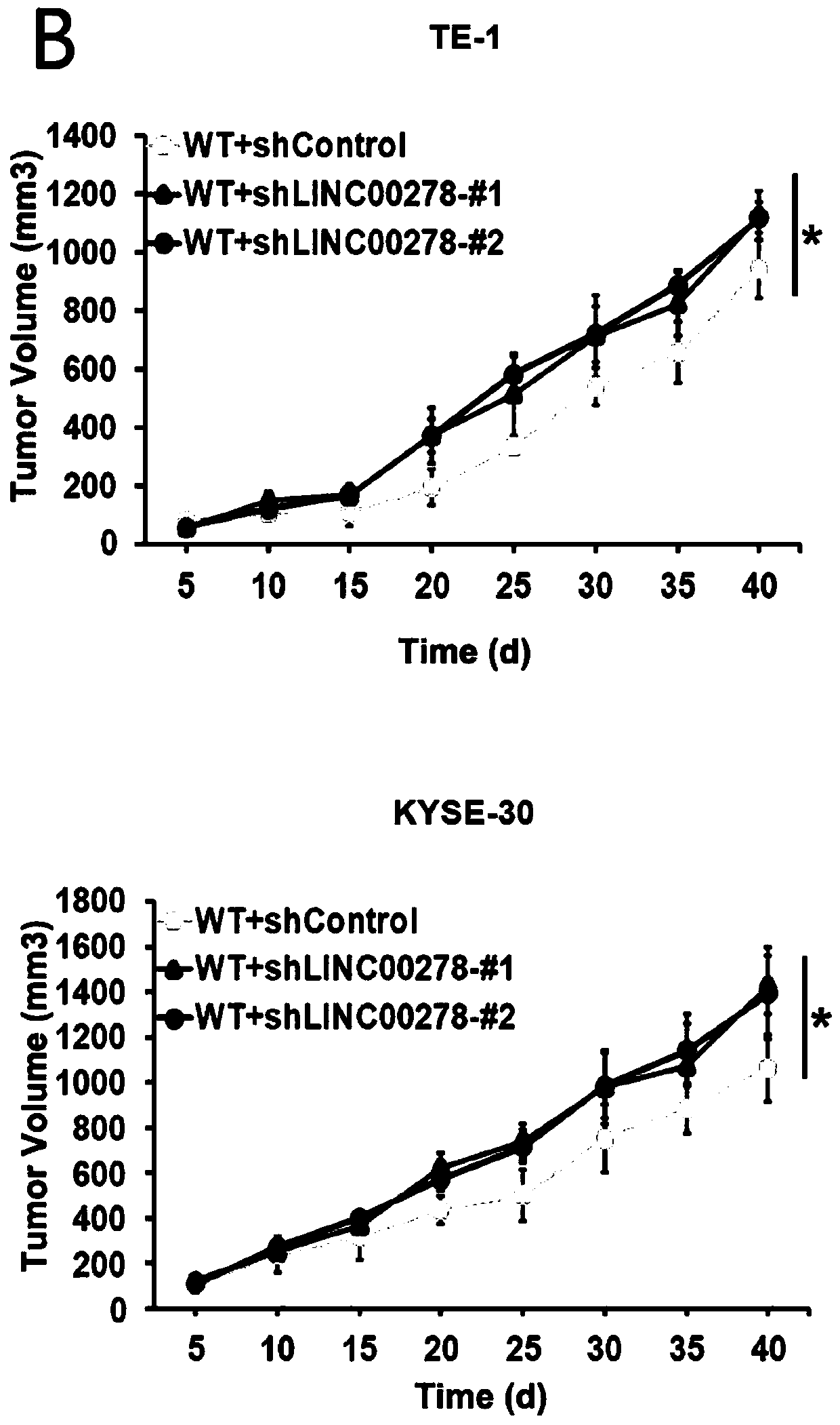 Application of micro peptide YY1B in treatment of cancer