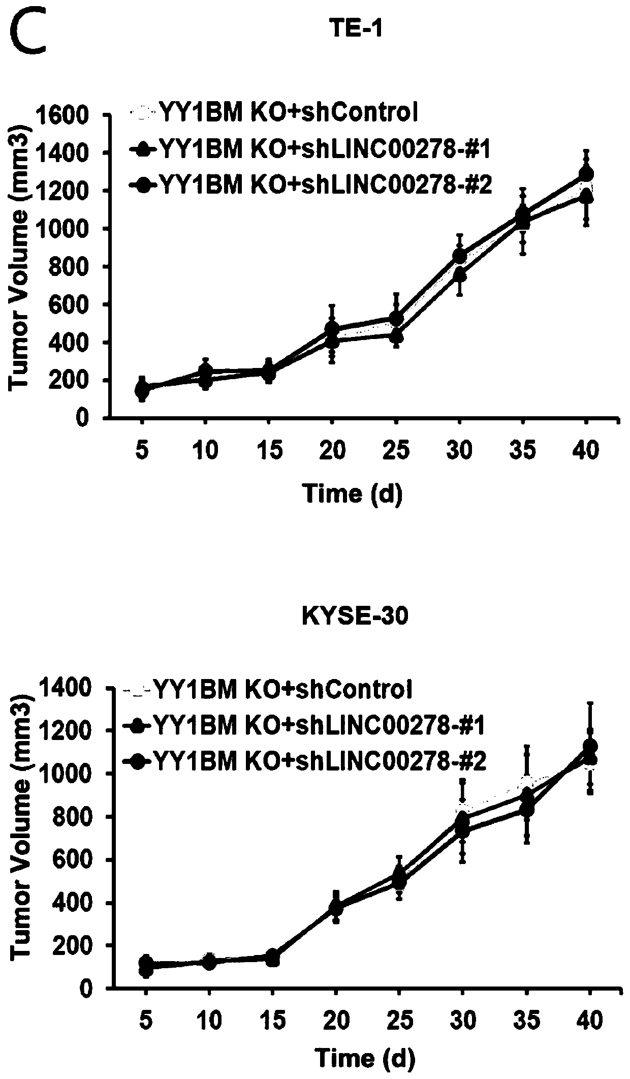 Application of micro peptide YY1B in treatment of cancer