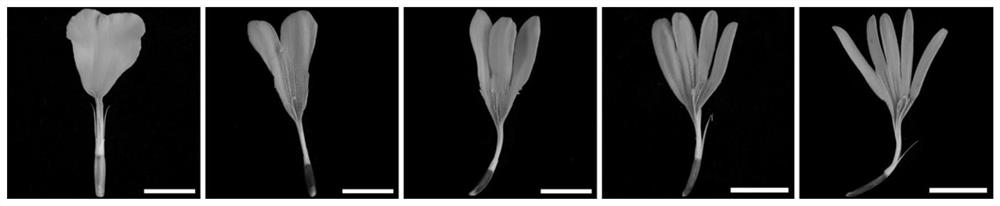 SCAR molecular marker for identifying petal splinter character of tagetes erecta ligulate flower, detection primer and application thereof