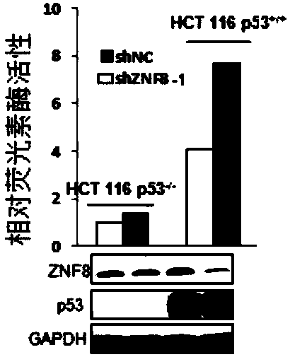 Application of substance for inhibiting expression of ZNF8 protein in preparing products for preventing and treating cancer