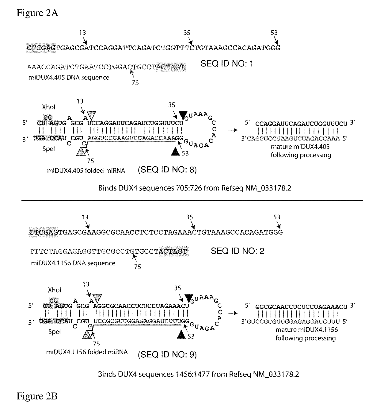 Recombinant virus products and methods for inhibition of expression of DUX4