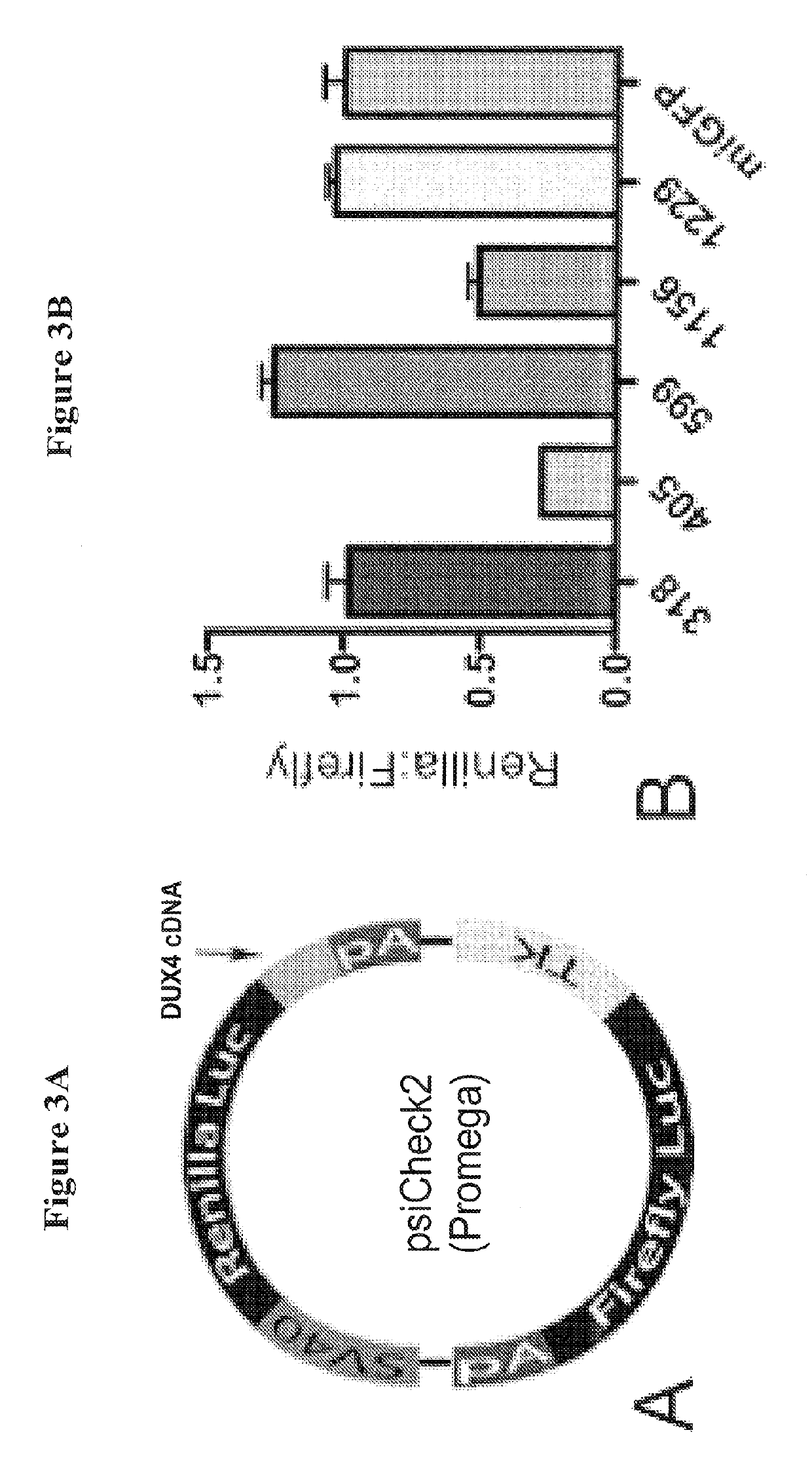 Recombinant virus products and methods for inhibition of expression of DUX4
