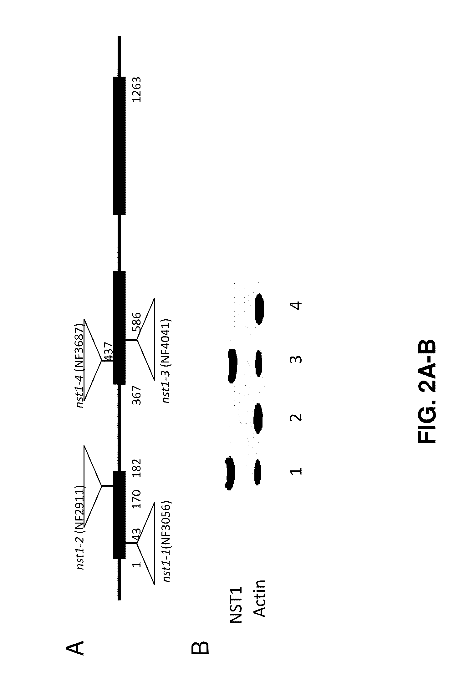 Plants with modified lignin content and methods for production thereof