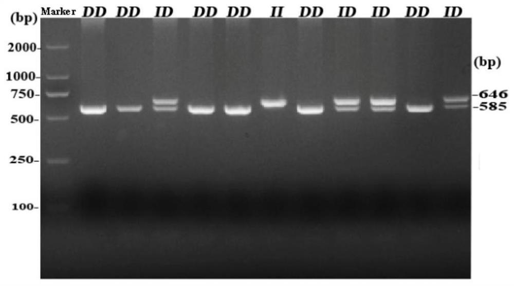 Application of 61-bp indel polymorphism of chicken RIN2 gene in predicting and identifying of abdominal fat traits of chicken