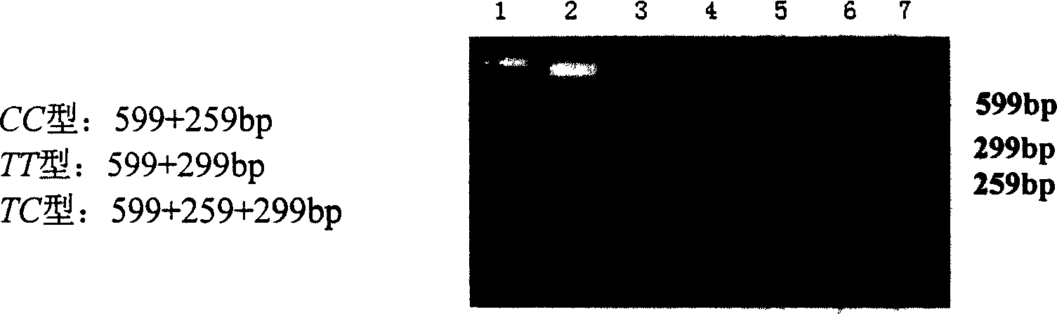 Polymorphic point of a1,2-fucose transferase gene mononucleotide for identifying resistances of hydrops and diarrhea of weaned piglets and use thereof