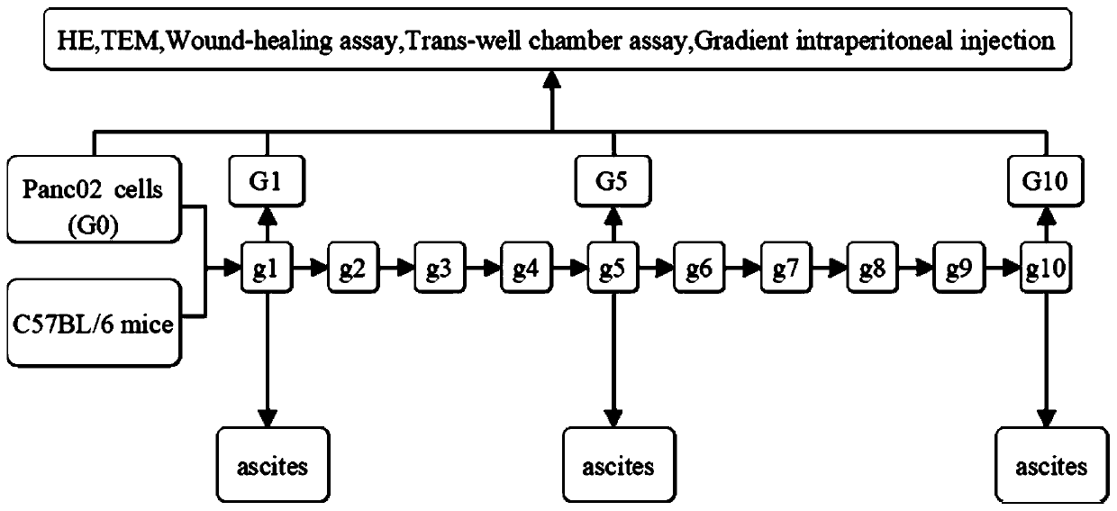 Building method of pancreatic cancer ascites mouse animal model