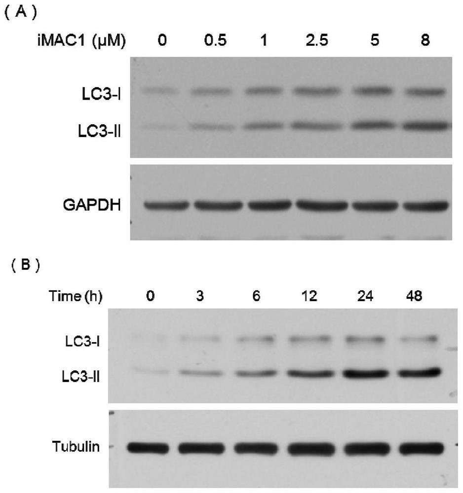 Application of iMAC1 in preparation of product for treating cancer