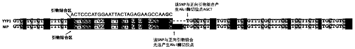 Primers for identifying types of rice GS5 gene and GLW7 gene and application of primers for identifying types of rice GS5 gene and GLW7 gene