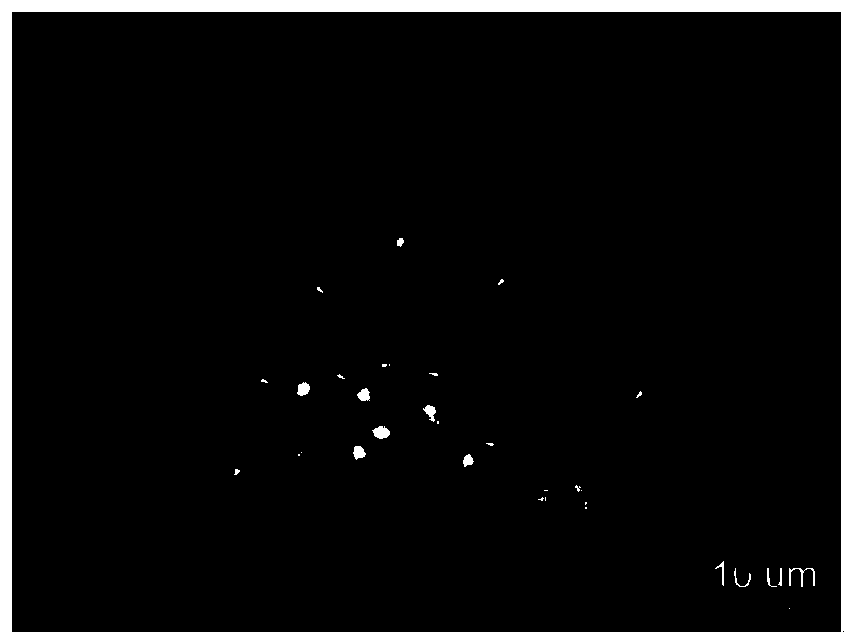 Method for cultivating high-fecundity allotetraploid corn