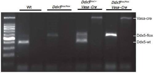 Ddx5 gene deleted spermatogenesis disorder mouse model and construction method thereof