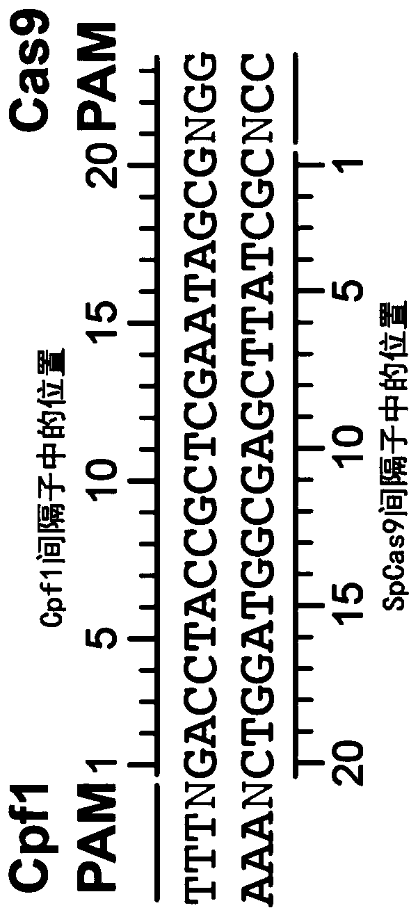 Variants of cpf1 (cas12a) with altered pam specificity