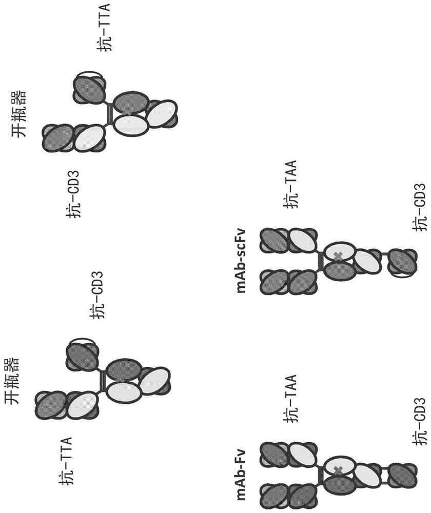Heterodimeric antibodies that bind CD3 and tumor antigens