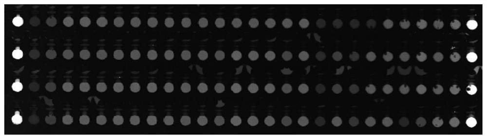 Primer group and kit for detecting human red blood cell Rh blood group genotyping and application