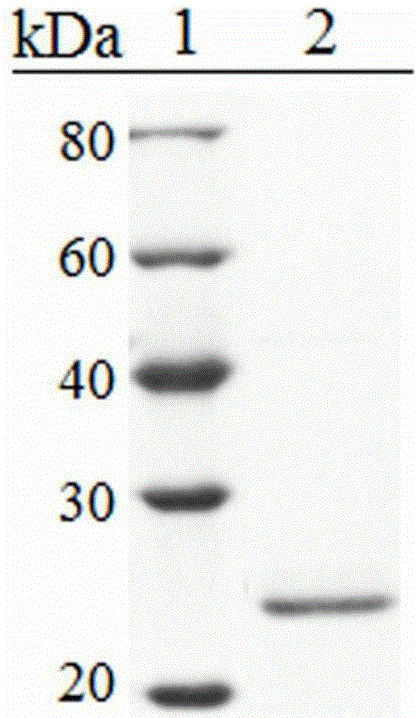 Application of bacterial filamentous hemagglutinin Fha recombinant protein