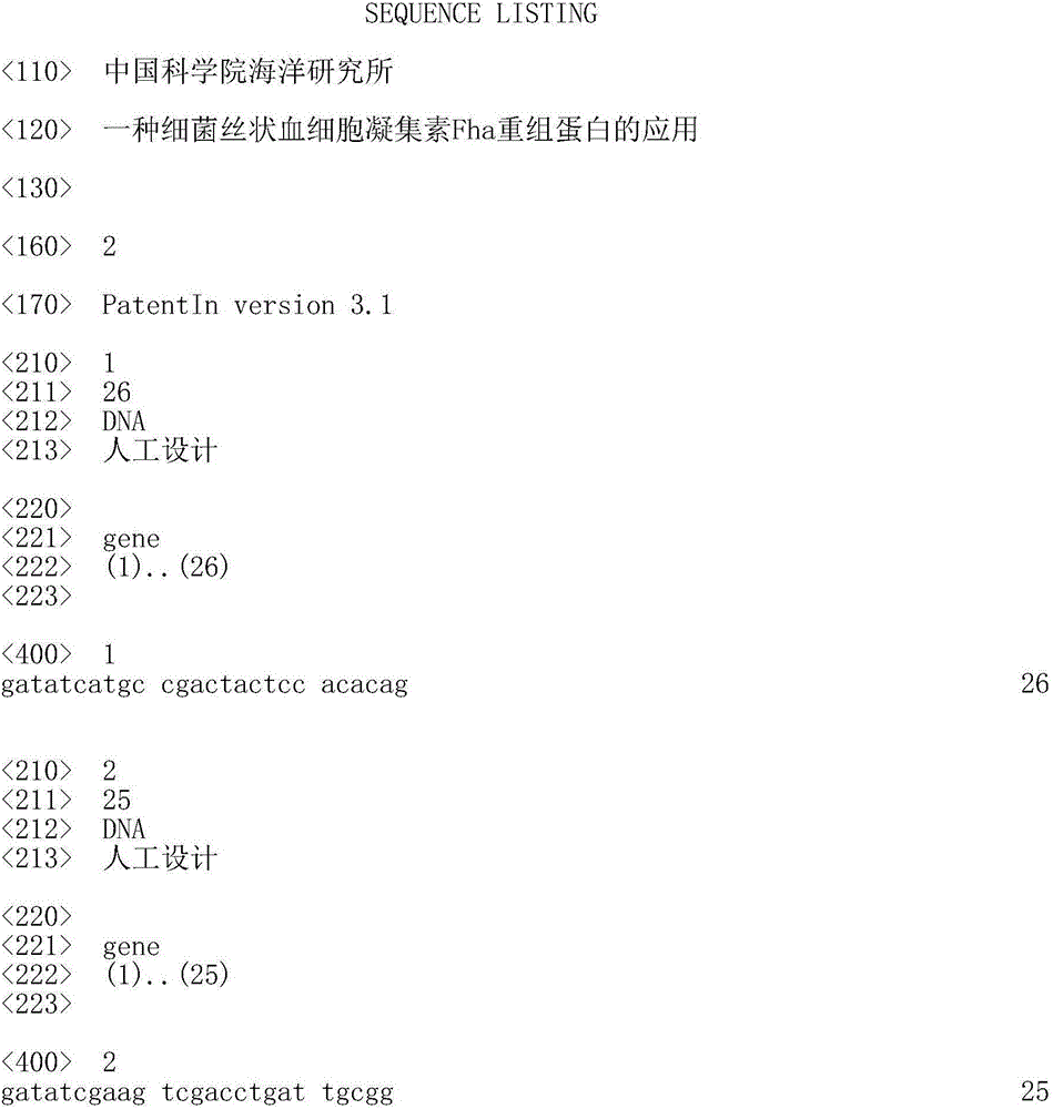 Application of bacterial filamentous hemagglutinin Fha recombinant protein