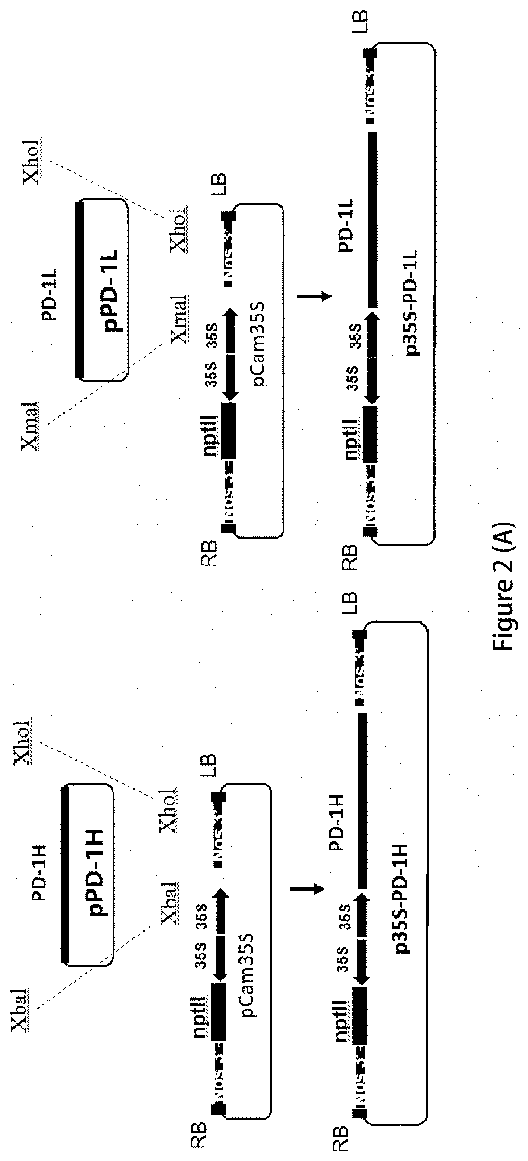 Application of plant as host in expressing pd-1 antibody and/or pd-l1 antibody
