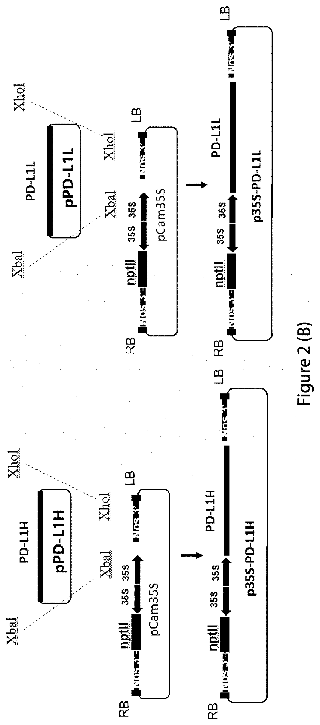 Application of plant as host in expressing pd-1 antibody and/or pd-l1 antibody