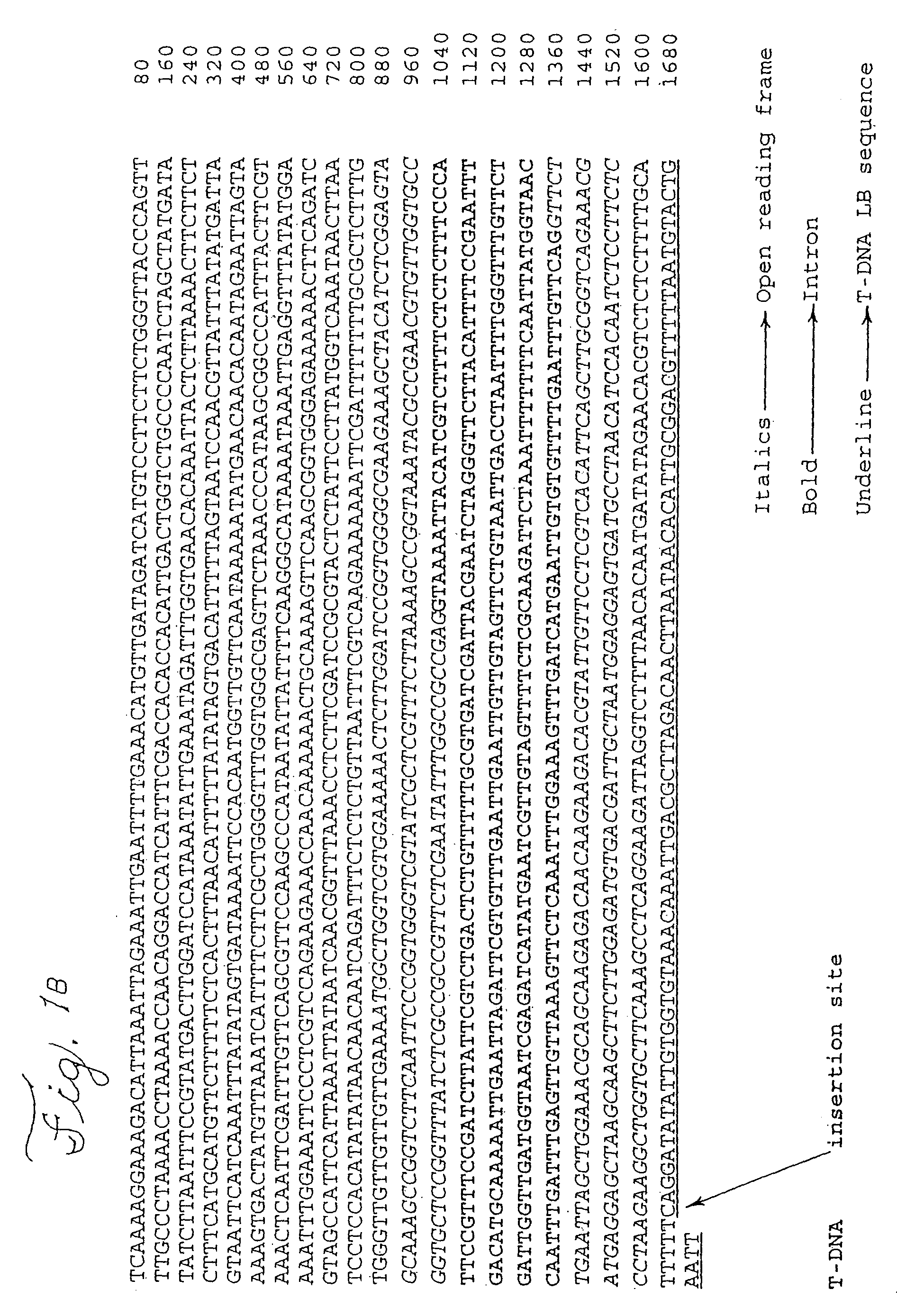 Methods and compositions for enhanced plant cell transformation