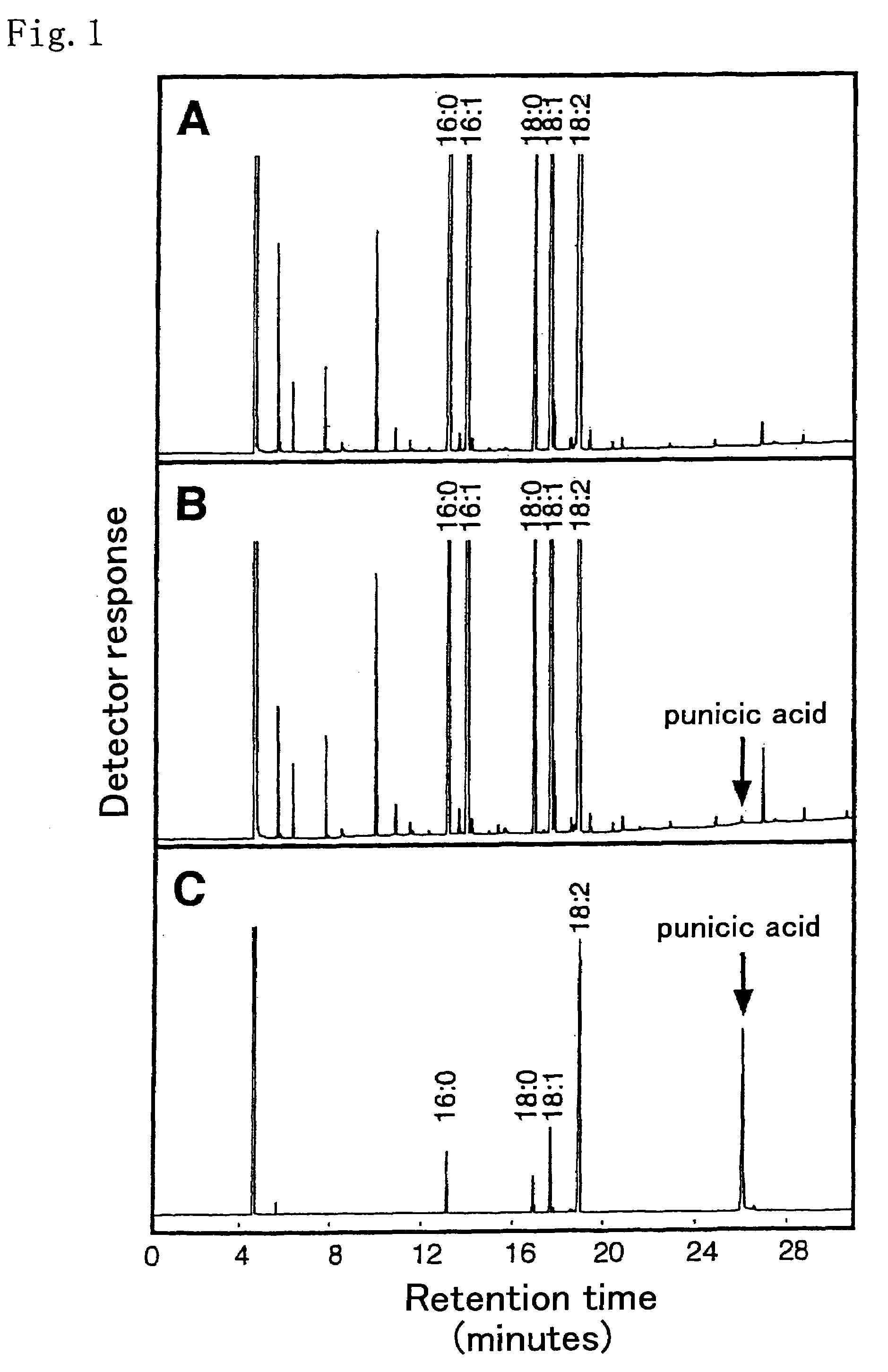 Genes participating in the synthesis of fatty acid having trans-11-,cis-13-conjugated double bond and utilization thereof