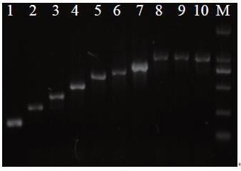 Enterobacter cloacae multi-serotype specific primer and multiplex-PCR detection method