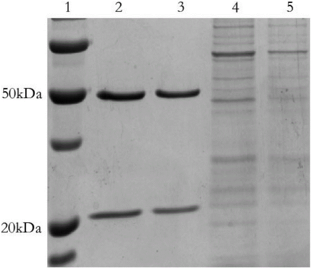 Whole molecular IgG antibody of whole human-derived anti-CD47 and application thereof