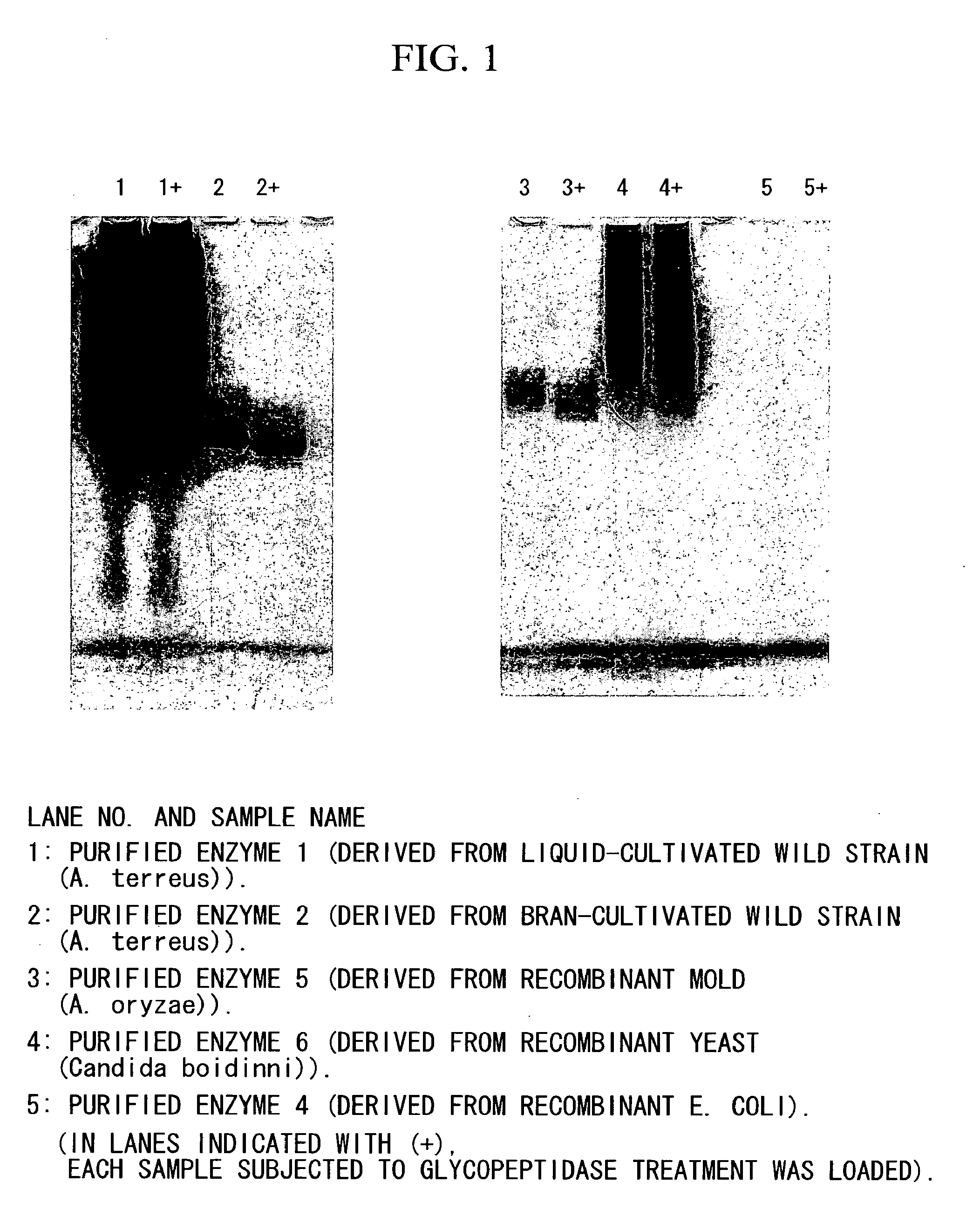 Coenzyme-linked glucose dehydrogenase and polynucleotide encoding the same