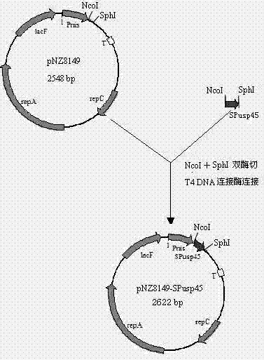 Lactococcus lactis expression vector and preparation method and application thereof