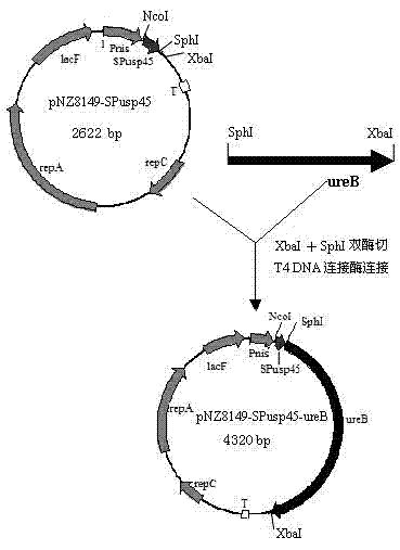 Lactococcus lactis expression vector and preparation method and application thereof