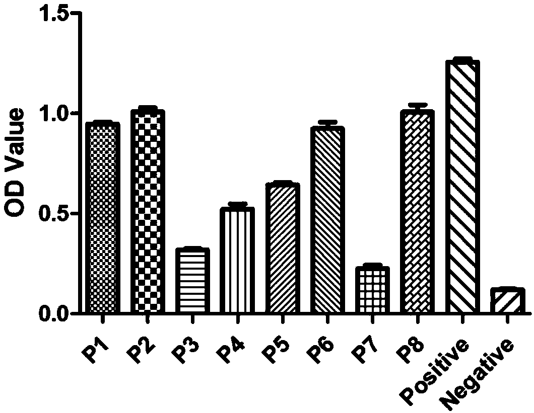 Canine parvovirus synthetic peptide vaccine as well as preparation method and application thereof