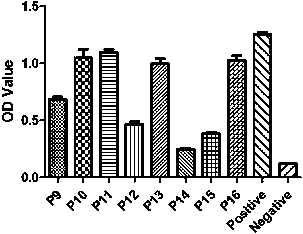 Canine parvovirus synthetic peptide vaccine as well as preparation method and application thereof